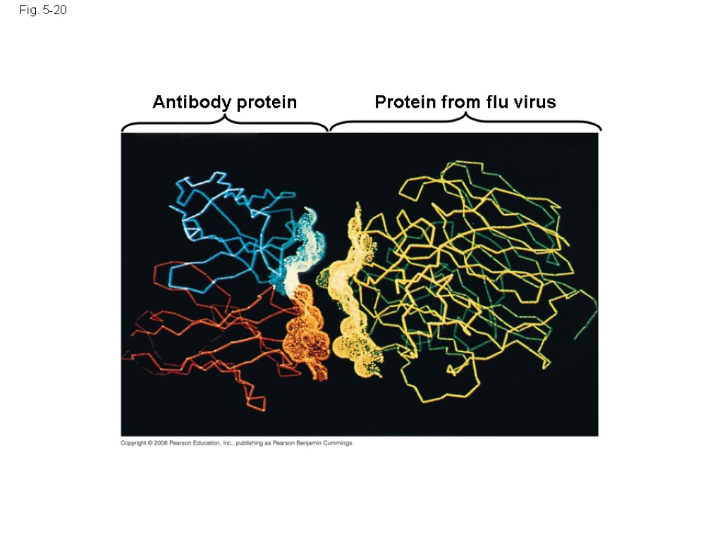 Fig. 5-20 Antibody protein Protein from flu virus